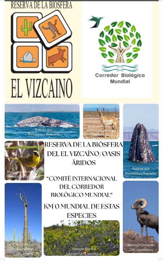 Adhesión Oficial de la Reserva de la Biósfera El Vizcaíno al Corredor Biológico Mundial y declaración de kilómetros cero mundiales