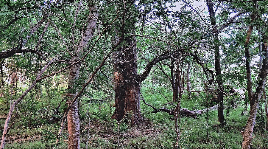 Bosque