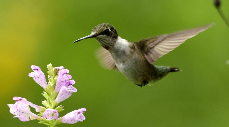 Colibrí