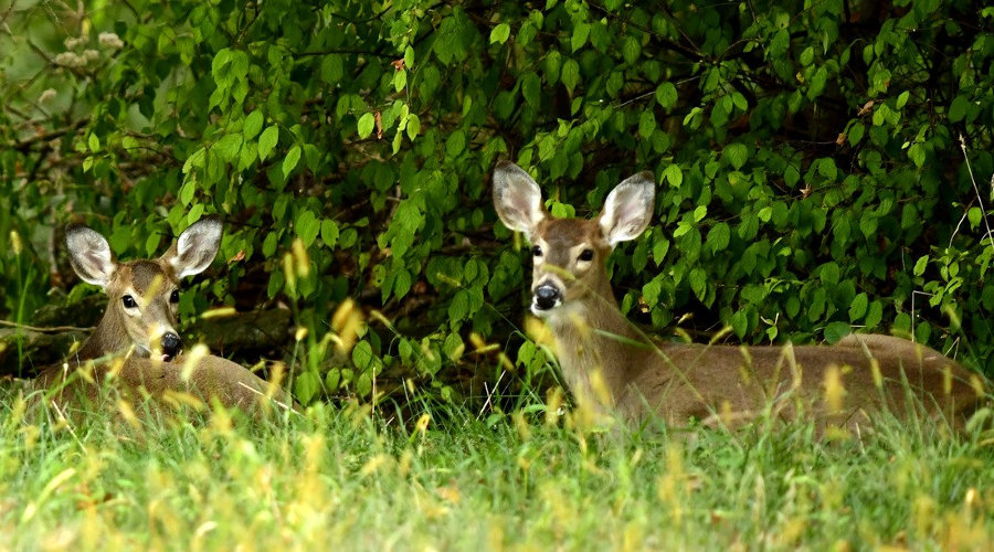 Fauna bosque