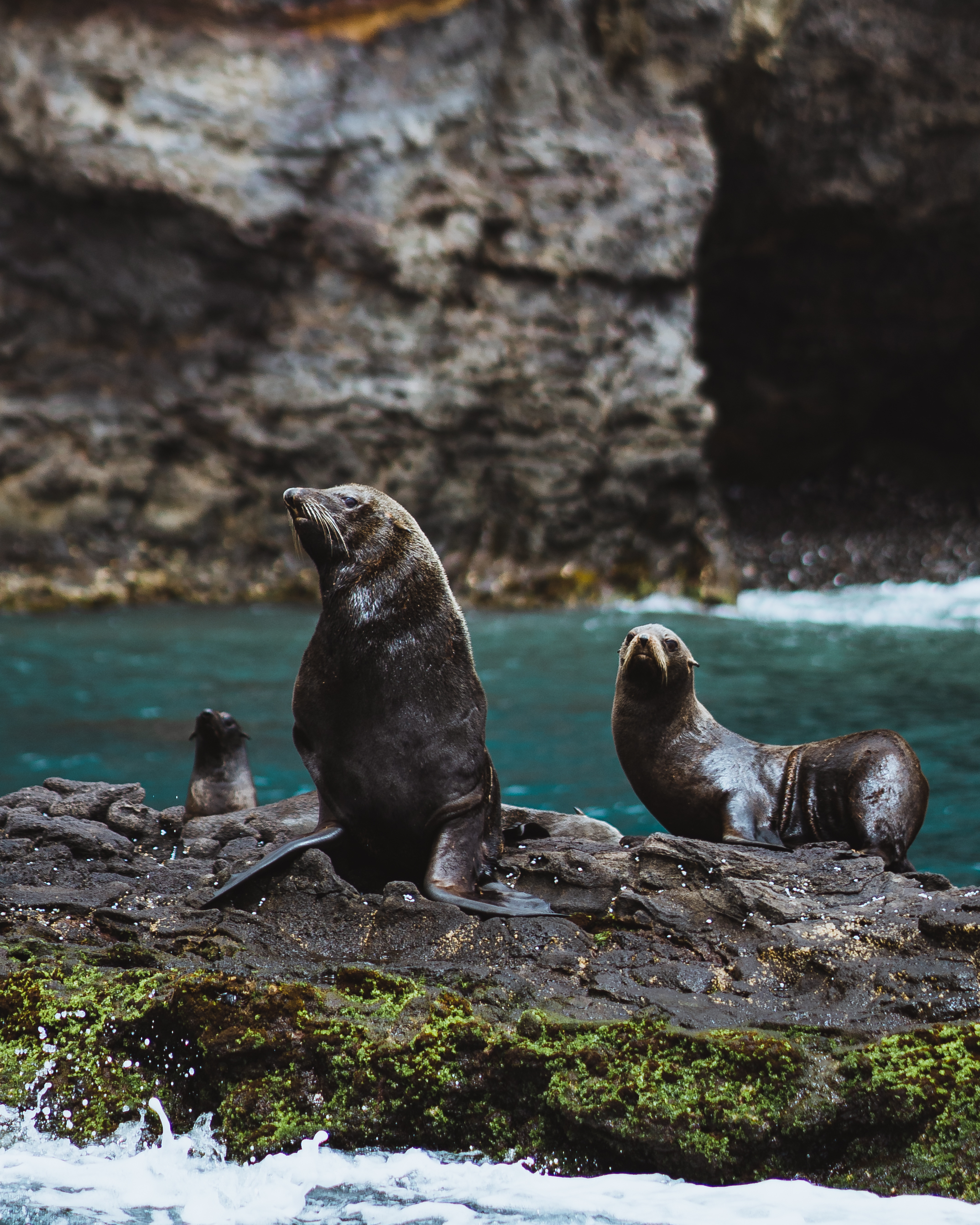La Comuna Juan Fernández se adhiere al Corredor Biológico Mundial y se declaran los kilómetros cero mundiales del Lobo fino de Juan Fernández y el Picaflor de Juan Fernández