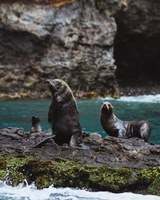 La Comuna Juan Fernández se adhiere al Corredor Biológico Mundial y se declaran los kilómetros cero mundiales del Lobo fino de Juan Fernández y el Picaflor de Juan Fernández
