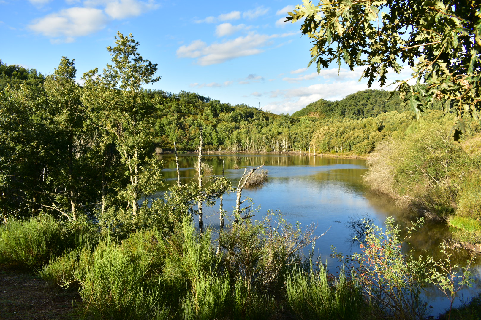 La Reserva de la Biosfera del Valle de Laciana entra en el Corredor Biológico Mundial, declarada kilómetro cero mundial del urogallo cantábrico (Tetrao urogallus)