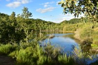 La Reserva de la Biosfera del Valle de Laciana entra en el Corredor Biológico Mundial, declarada kilómetro cero mundial del urogallo cantábrico (Tetrao urogallus)