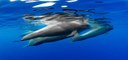 Canarias se convertirá en el ‘Kilómetro cero’ del Corredor Biológico Mundial Canarias se convertirá en el ‘Kilómetro cero’ del Corredor Biológico Mundial