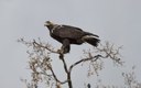 Declarado en el Real Sitio de San Ildefonso y su Reserva de la Biosfera como el KM 0 mundial del águila imperial ibérica en fauna, y el cambroño (Adenocarpus hispanicus) y el brezo blanco (Erica arborea) en flora
