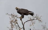 Declarado en el Real Sitio de San Ildefonso y su Reserva de la Biosfera como el KM 0 mundial del águila imperial ibérica en fauna, y el cambroño (Adenocarpus hispanicus) y el brezo blanco (Erica arborea) en flora