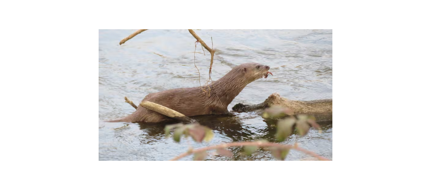 Declaran Cervera de Pisuerga y sus pedanias kilómetro cero mundial de 5 especies