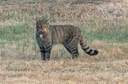 Los Valcárceres y Villanueva de Puerta entran en el Corredor Biologico Mundial y son declarados kilómetro cero mundial del Gato Montes