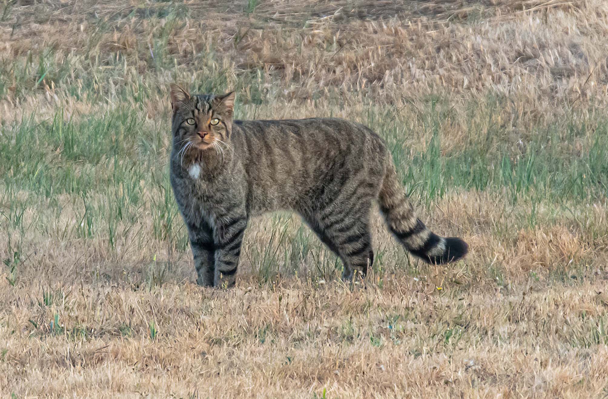 Los Valcárceres y Villanueva de Puerta entran en el Corredor Biologico Mundial y son declarados kilómetro cero mundial del Gato Montes